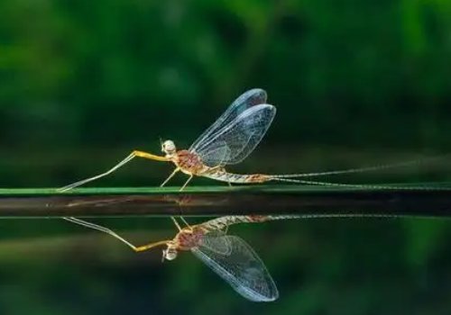 湖南沅江大桥上铺天盖地都是飞虫，这些飞虫会对农田带来威胁吗？