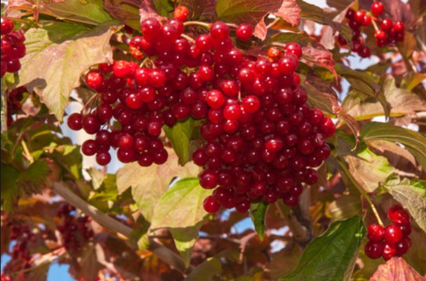 秋红是什么意思