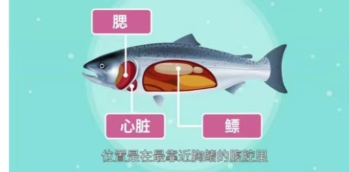 鱼有心脏吗未定事件簿