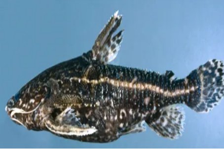 刺鲶与电鳗谁厉害