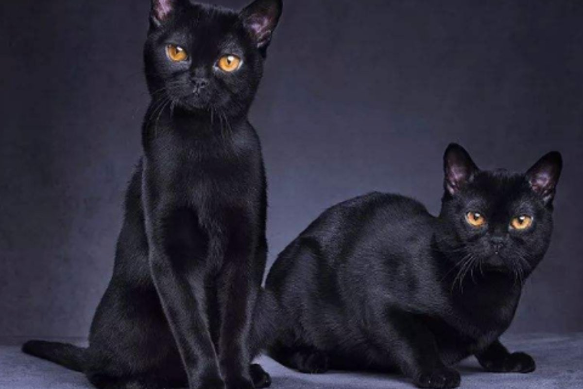 黑糊糊和黑乎乎哪个正确