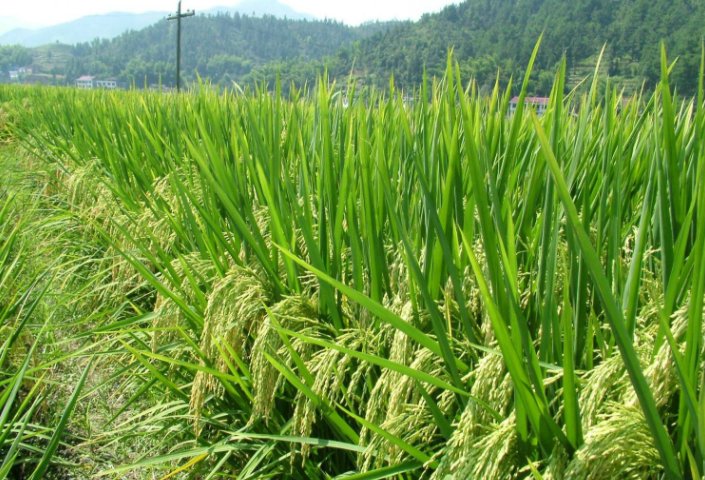 Y两优2号的栽培技术