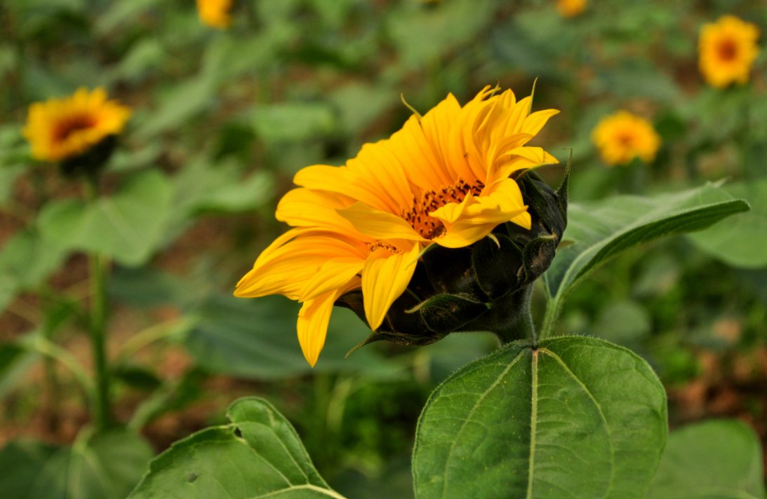 看见路边野花的心情句