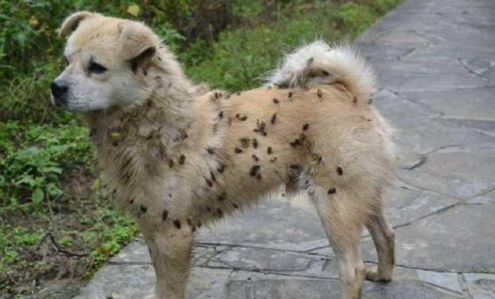 植物传播方法100种短句