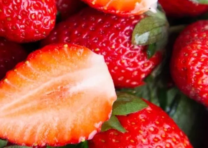 华南地区最大的草莓种苗繁育基地在哪里？繁育草莓种苗需要哪些技术？