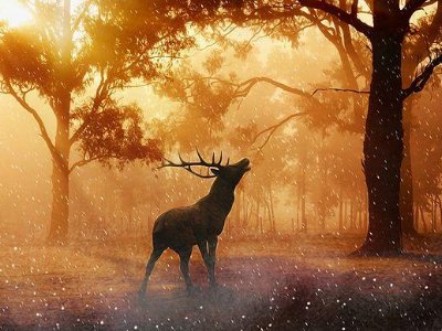 “林深时见鹿”完整句子是什么？