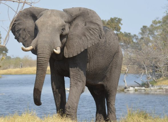 大象的体重有多少?