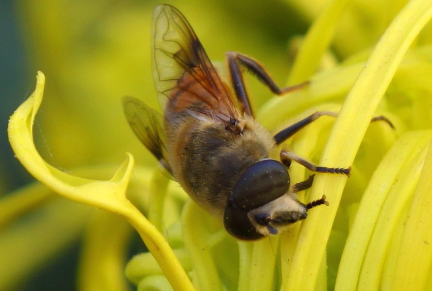 蝇的拼音怎么拼写