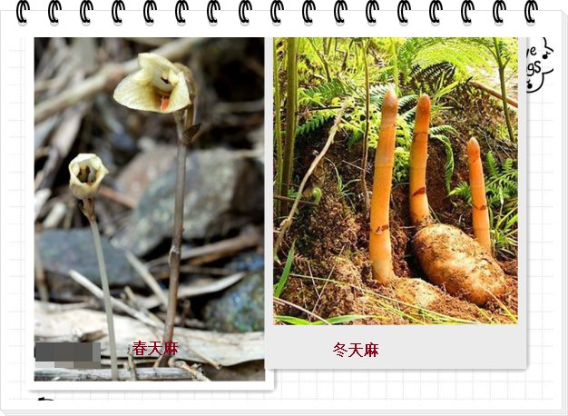 春天麻和冬天麻的区别在于什么地方？