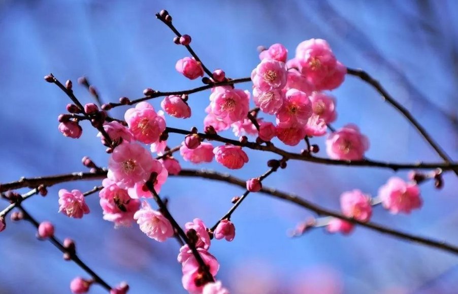 梅花比喻什么人