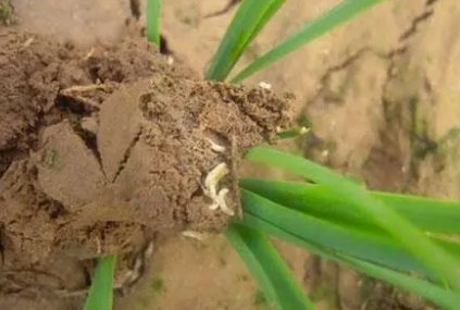 防治地下害虫的方法有哪些