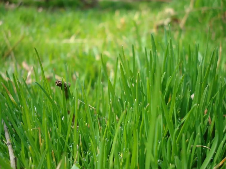草 古诗 白居易