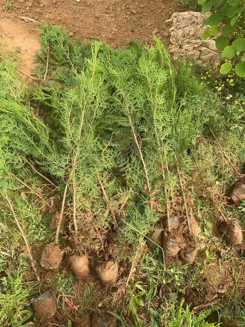 侧柏树多少钱一株 侧柏苗价格 侧柏苗哪里