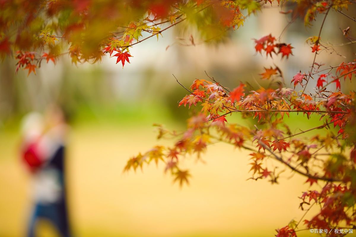 洛卡的树叶童话结局是什么？