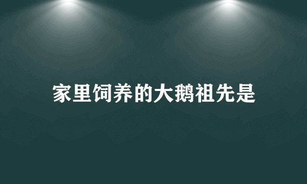 家里饲养的大鹅祖先是