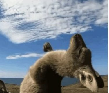 袋鼠摇是什么梗