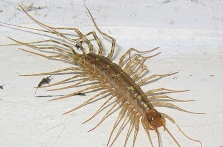 草鞋底子为什么不能打死