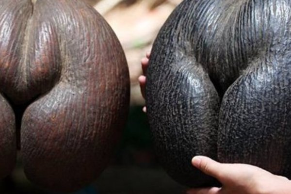 10种最吓人的水果