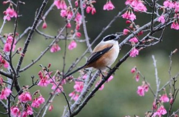 花开红树乱莺啼下一句