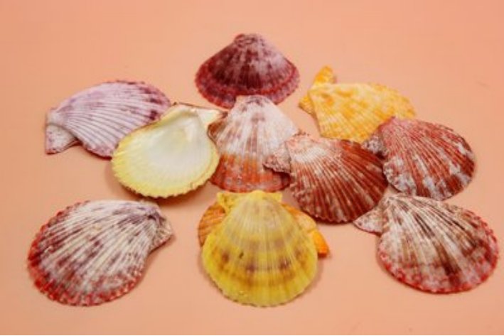 shells是什么意思