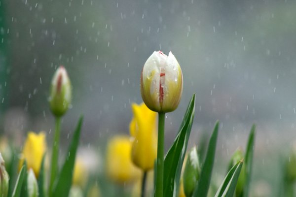毛毛雨的特点一两句话
