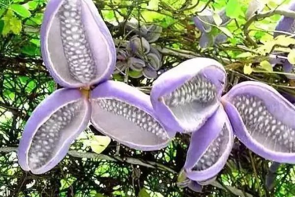 10种最吓人的水果