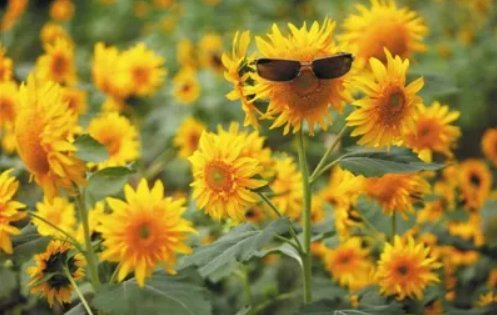 给点阳光就灿烂下一句是什么？