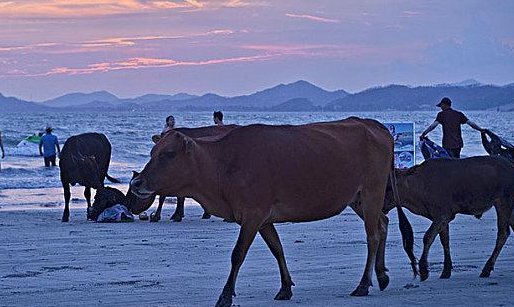 抖音的牛马是什么意思？
