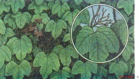 爬山虎的脚指什么？