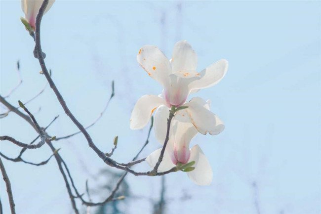 玉兰树是先开花后长叶对不对