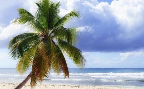 椰子树为什么被称为海南的特产“宝树”?