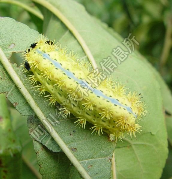 茶树桑褐刺蛾的介绍