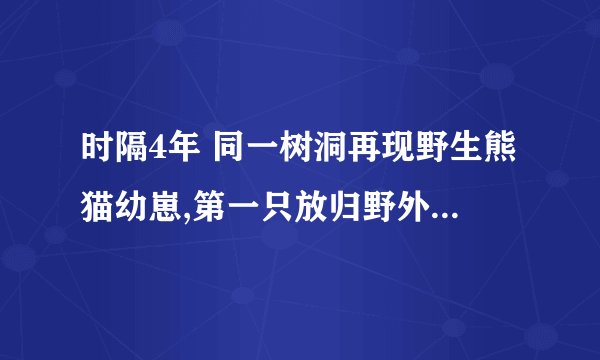 时隔4年 同一树洞再现野生熊猫幼崽,第一只放归野外大熊猫发生不幸_百度...