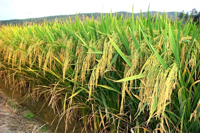 深两优5183的审定编号：皖稻2014003