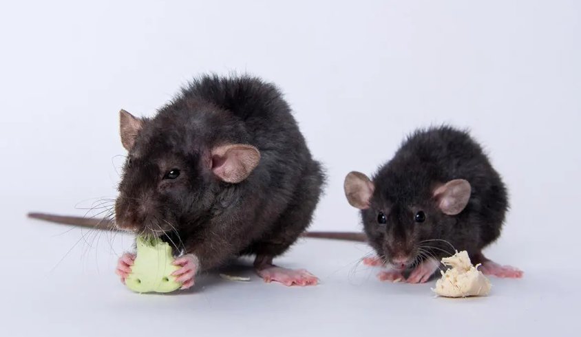 96年属什么的生肖多大