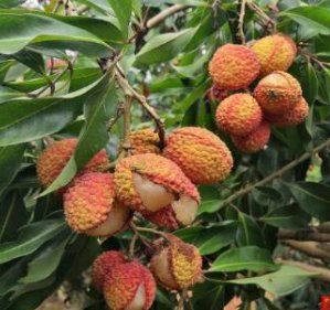 专家攻克无核荔枝种植难题,这有什么意义?