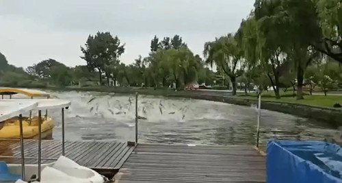 西安一湖内惊现“鲤鱼跃龙门”，是否与地震有关？