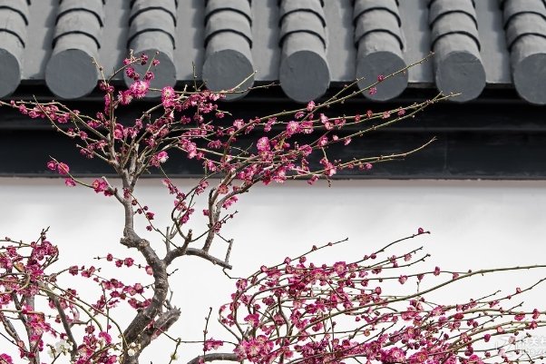 梅生是什么意思