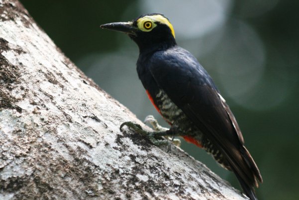 蚂蚁天敌都有哪些动物?