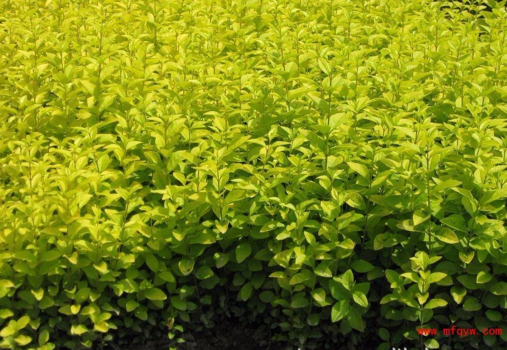 金叶女贞和金森女贞的区别