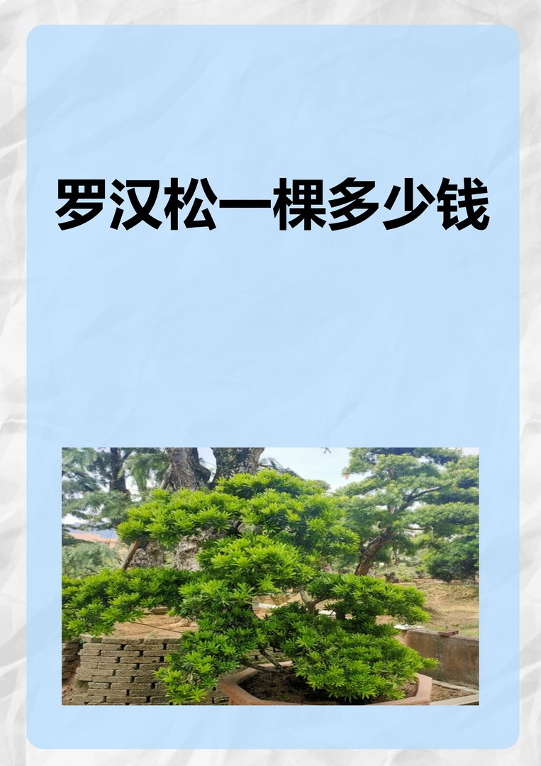 罗汉松价格是多少？