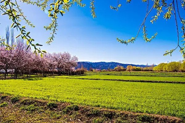 什么是溢价交易