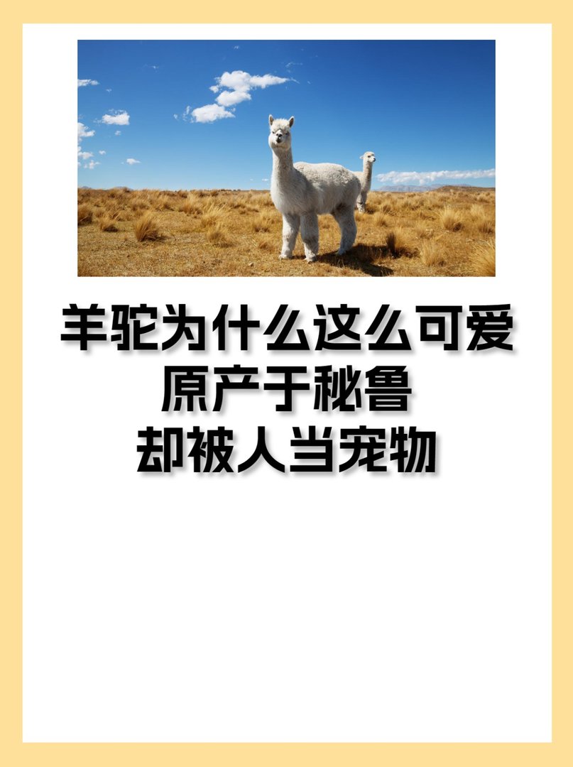 什么是羊驼？