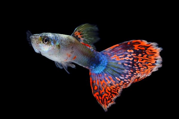 孔雀鱼难产的表现