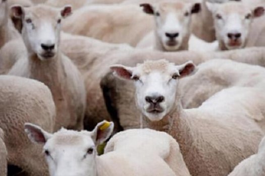 意大利羊群窜入列车轨道，最终造成了什么后果？如何处理的？