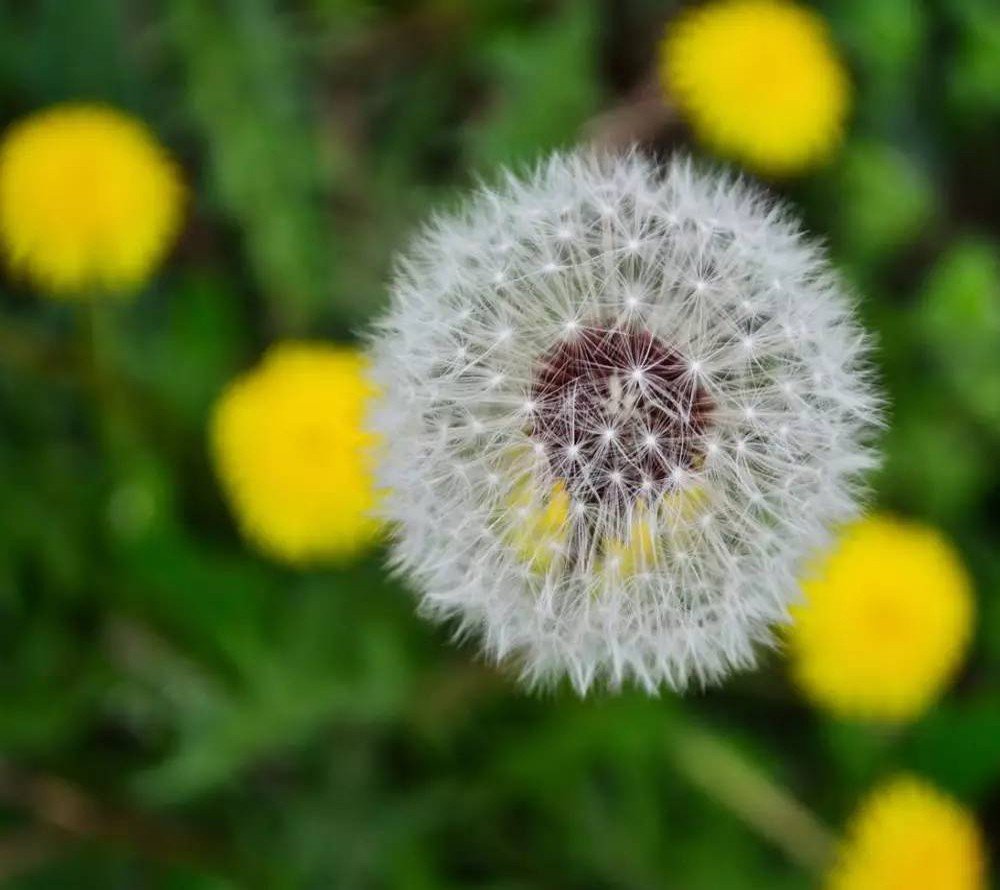 二年级植物传播种子的方法有哪些