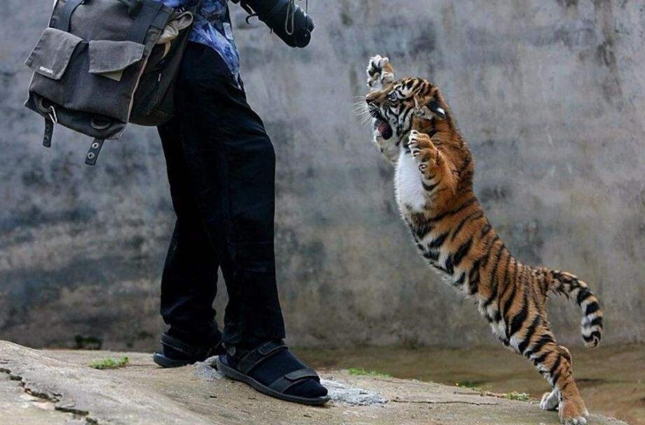 动物园老虎吃人事件后续怎么处理?