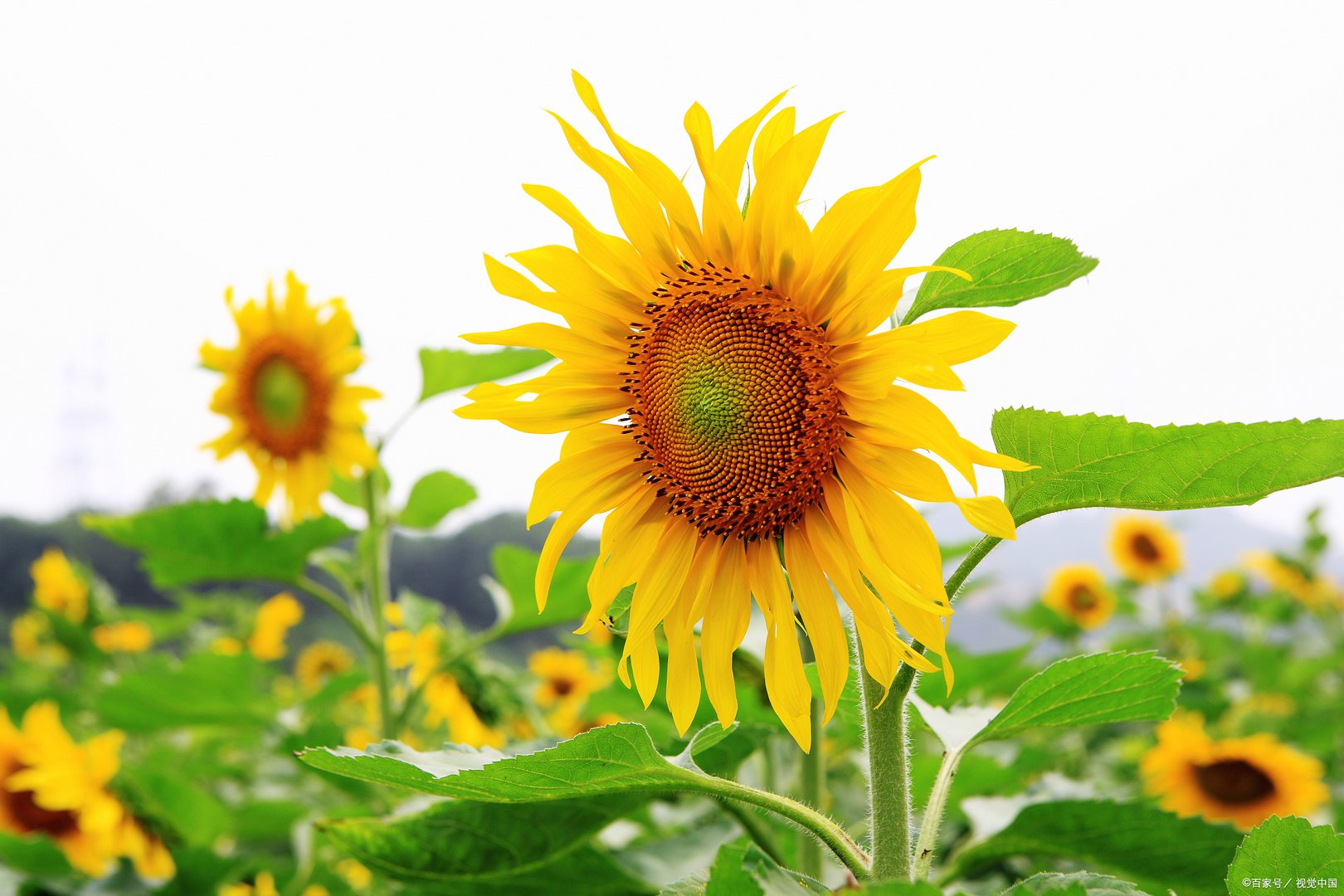 向日葵什么时候开花？向日葵如何养护？各种花开放的时间顺序表是什么？