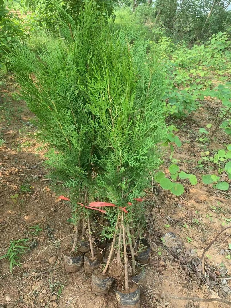 侧柏树多少钱一株 侧柏苗价格 侧柏苗哪里