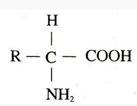 蛋白质的酸水解和碱水解分别得到哪些氨基酸？